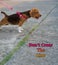 A cute dog on a leash, is looking forward, concept don\\\'t cross the line.