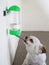 Cute dog licking water from the water feeder or dispenser