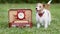 Cute dog listening next to a vintage schoolbag, back to school or puppy training