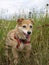 Cute dog in long grass