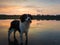 Cute dog looking aside attentive, happy emotion open mouth, standing in the lake water over the sunset clouds reflection. Idyllic