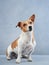 cute dog looking. Jack russell on a blue canvas background. cute pet