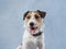 cute dog looking. Jack russell on a blue canvas background. cute pet