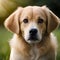 Cute dog looking at the viewer - ai generated image