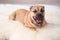 Cute dog lying on light fuzzy carpet