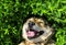 Cute dog lying on lush green grass funny tongue hanging out and