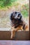 Cute dog lying on the porch. Portrait of sad dog on the doorstep. Domestic animals concept. Brown puppy waiting for his owner.