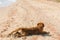 Cute dog lying and relaxing on sandy beach. Summer vacation with pet. Adorable wet golden dog resting after swimming in sea in hot