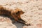 Cute dog lying and relaxing on sandy beach. Summer vacation with pet. Adorable wet golden dog resting after swimming in sea in hot