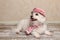 Cute dog lying on rustic timber floor