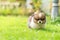 Cute dog in the meadow under sunlight at home. Pomeranian spitz dog walking on the green lawn with greenery blurred background.