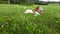 Cute dog messing around creeping in the grass. Playful pet. Video footage. Happy time outside