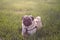 Cute Dog Mops playing outside smiles with red ball. Dog lying in the grass and looking up at the camera