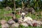 Cute dog mother and her puppy rest on summer grass. Tropical rural land scene. Asian village animals