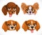 Cute dog muzzle beagle breed, dachshund, butterfly papillon isolated on white background