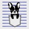 Cute dog Muzzle of frenchie buldog with bunny ears sitting in pocket