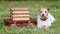 Cute dog next to a vintage schoolbag and books , back to school background