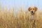 Cute dog outside the city in foggy winter weather. Nature background, selective focus