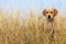 Cute dog outside the city in foggy winter weather. Nature background, selective focus