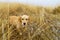 Cute dog outside the city in foggy winter weather. Nature background, selective focus