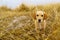 Cute dog outside the city in foggy winter weather. Nature background, selective focus