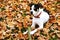 Cute dog palying in fallen leaves in the park in autumn