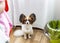 A cute dog Papillon with big beautiful ears is sitting on the floor in the veterinarian`s office and is anxiously waiting for an