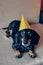 Cute dog in party hat. Happy birthday anniversary. Black brown dachshund portrait celebrating a new year