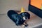 Cute dog in party hat. Happy birthday anniversary. Black brown dachshund portrait celebrating a new year