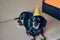 Cute dog in party hat. Happy birthday anniversary. Black brown dachshund portrait celebrating a new year