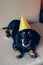 Cute dog in party hat. Happy birthday anniversary. Black brown dachshund portrait celebrating a new year