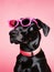 Cute dog pets puppy sunglasses animal adorable