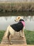 A cute dog in a pink coat looks over a calm river