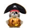 Cute dog in a pirate costume with halloweens pumpkin