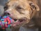 Cute dog and play rope. Close-up, outdoors