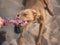 Cute dog and play rope. Close-up, outdoors