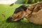 Cute dog playing with butterflies on grass. Friendly pet