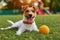 Cute dog playing with a toy ball on green grass