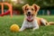 Cute dog playing with a toy ball on green grass