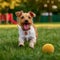 Cute dog playing with a toy ball on green grass