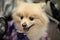 Cute dog Pomeranian breed