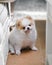 Cute dog. Pomeranian dog pure breed in white and brown, very cute. Looking innocently at the camera