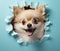 cute dog pomeranian looking out of a hole in the wall,