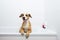 Cute dog posing in a bathtub, waiting to get washed.