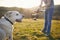 Cute dog posing for filming on meadow