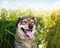 cute dog with pretty eyes closed sitting on summer Sunny warm blooming meadow