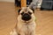 cute dog pug breed have a question