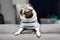 cute dog pug breed have a question and making funny face