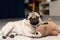 cute dog pug breed have a question and making funny face