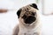 cute dog pug breed have a question and making funny face